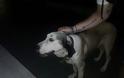 Βρέθηκε σκύλος στον Βύρωνα! Τριγυρνούσε στην πλατεία Σμύρνης στο Βύρωνα [photos] - Φωτογραφία 2