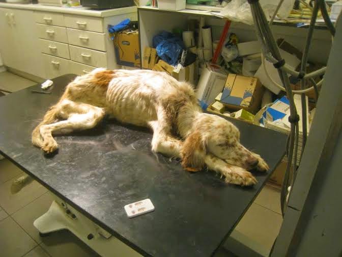 Ένα ακόμη τραγικό περιστατικό κακοποίησης! O Φιλοζωικός Σύλλογος Πύργου ζητά την βοήθειά μας - Φωτογραφία 8