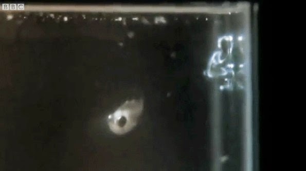 Γαρίδα δημιουργεί εντυπωσιακά υποβρύχια πυροτεχνήματα! [photos] - Φωτογραφία 4