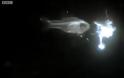 Γαρίδα δημιουργεί εντυπωσιακά υποβρύχια πυροτεχνήματα! [photos] - Φωτογραφία 3
