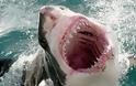 ΣΟΚ στην Αυστραλία - Νέος θάνατος από επίθεση καρχαρία