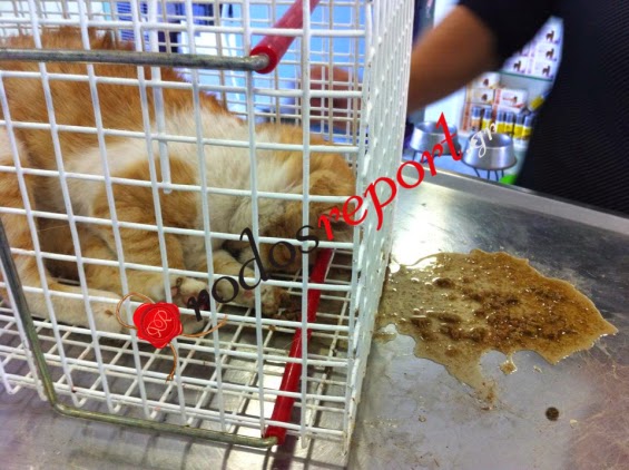 Έδωσαν τροφή σε γάτα με.. αγκίστρι! [photos] - Φωτογραφία 2