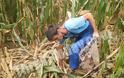 Ρημάζουν τον κάμπο της Ξάνθης τα αγριογούρουνα – Καταστρέφονται οικονομικά οι αγρότες [video + photos] - Φωτογραφία 2