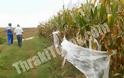 Ρημάζουν τον κάμπο της Ξάνθης τα αγριογούρουνα – Καταστρέφονται οικονομικά οι αγρότες [video + photos] - Φωτογραφία 8