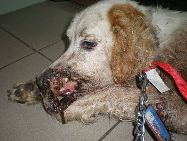 Πυροβολήθηκε σκύλος στο Βαλτινό Τρικάλων...Σκληρές εικόνες! - Φωτογραφία 2