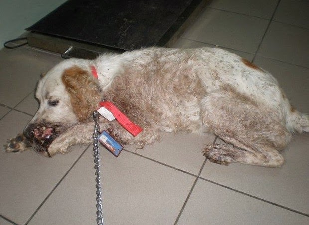 Πυροβολήθηκε σκύλος στο Βαλτινό Τρικάλων...Σκληρές εικόνες! - Φωτογραφία 3