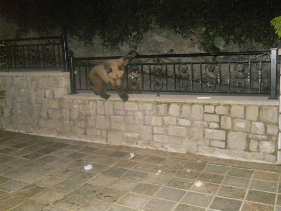 Εντυπωσιακές φωτογραφίες από τις βόλτες που κάνουν τρία μικρά αρκουδάκια, στις γειτονιές του Μετσόβου! - Φωτογραφία 3