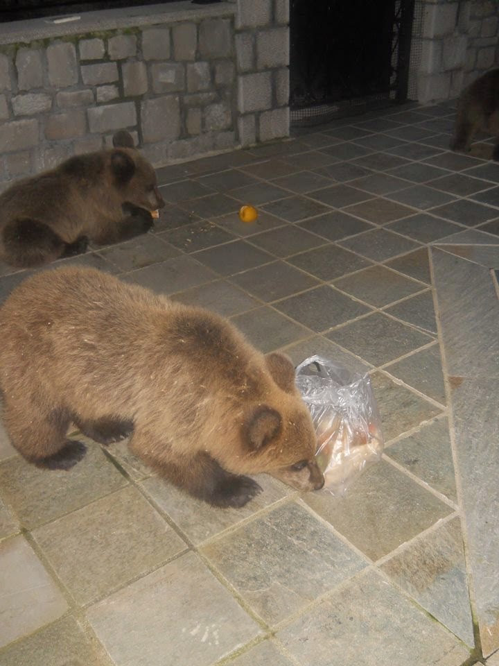 Εντυπωσιακές φωτογραφίες από τις βόλτες που κάνουν τρία μικρά αρκουδάκια, στις γειτονιές του Μετσόβου! - Φωτογραφία 4