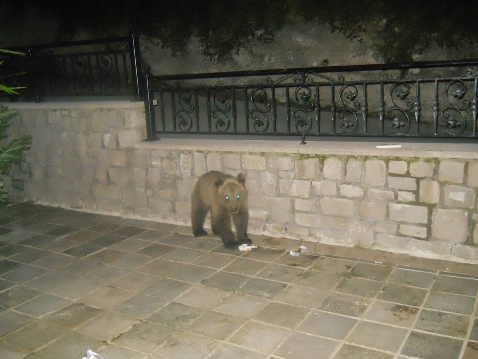 Εντυπωσιακές φωτογραφίες από τις βόλτες που κάνουν τρία μικρά αρκουδάκια, στις γειτονιές του Μετσόβου! - Φωτογραφία 5