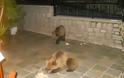 Εντυπωσιακές φωτογραφίες από τις βόλτες που κάνουν τρία μικρά αρκουδάκια, στις γειτονιές του Μετσόβου!