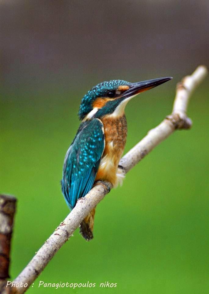 Αλκυόνη (Alcedo atthis)....Αλκυών, ένα πουλί με μυθικό ενδιαφέρον στην λίμνη Καστοριάς - Φωτογραφία 2