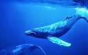 Γαλάζιες φάλαινες: ανακάμπτουν στην Καλιφόρνια, αφανίζονται στην Ανταρκτική