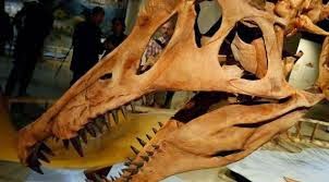 Ανακαλύφθηκε ο πρώτος αμφίβιος δεινόσαυρος! - Φωτογραφία 2