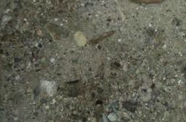 Βρήκαν αποκεφαλισμένο κουτάβι στη Βόρεια Εύβοια! Εικόνες ΣΟΚ! - Φωτογραφία 1