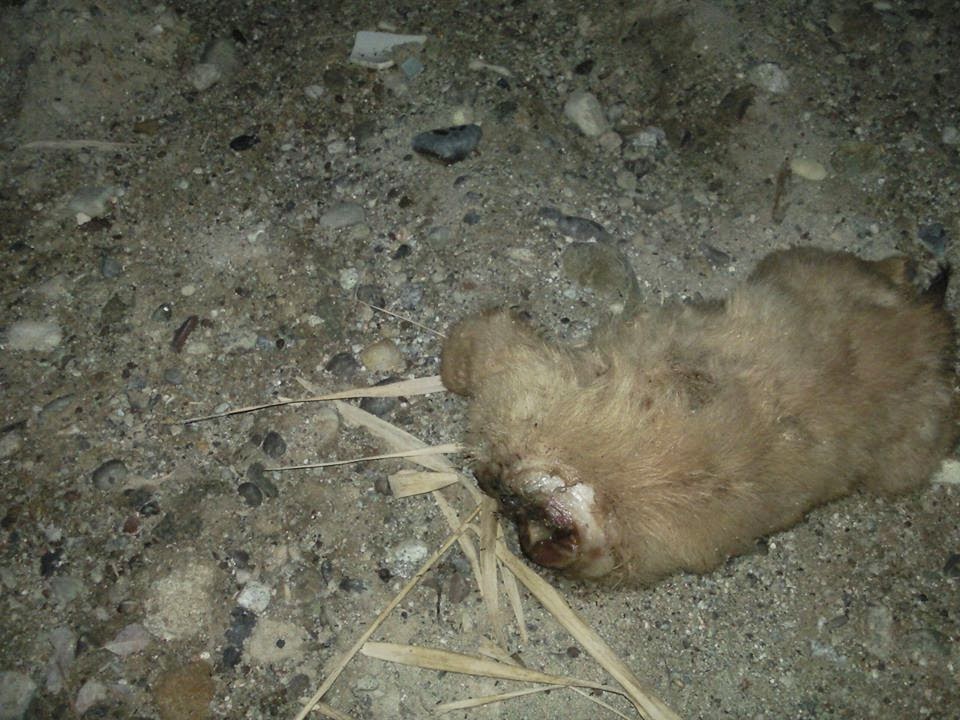 Βρήκαν αποκεφαλισμένο κουτάβι στη Βόρεια Εύβοια! Εικόνες ΣΟΚ! - Φωτογραφία 2