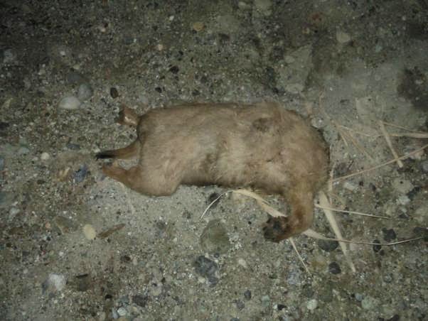 Βρήκαν αποκεφαλισμένο κουτάβι στη Βόρεια Εύβοια! Εικόνες ΣΟΚ! - Φωτογραφία 3