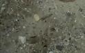 Βρήκαν αποκεφαλισμένο κουτάβι στη Βόρεια Εύβοια! Εικόνες ΣΟΚ! - Φωτογραφία 1