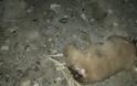Βρήκαν αποκεφαλισμένο κουτάβι στη Βόρεια Εύβοια! Εικόνες ΣΟΚ! - Φωτογραφία 2