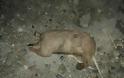 Βρήκαν αποκεφαλισμένο κουτάβι στη Βόρεια Εύβοια! Εικόνες ΣΟΚ! - Φωτογραφία 3