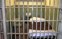 Πιστόριους: Οι φυλακές - κολαστήριο ψυχών που θέλει να αποφύγει - Φωτογραφία 3