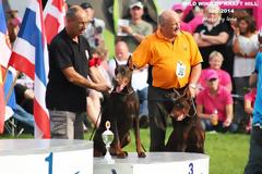 Μεγάλη Ελληνική Διάκριση με τον Wild Wine of Kraft Hill στο International Doberman Club (IDC) Show στη Σλοβακία!