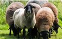 Αυγή Πηνείας: 45 αρνιά και πρόβατα 
