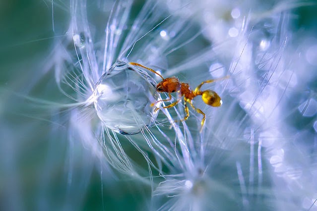 Οι περιπέτειες των μυρμηγκιών - Δείτε μοναδικές εικόνες! [photos] - Φωτογραφία 1