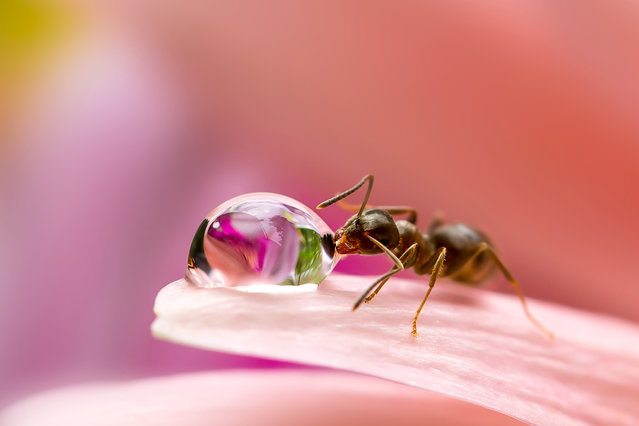 Οι περιπέτειες των μυρμηγκιών - Δείτε μοναδικές εικόνες! [photos] - Φωτογραφία 10