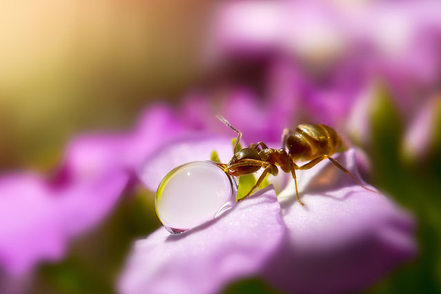 Οι περιπέτειες των μυρμηγκιών - Δείτε μοναδικές εικόνες! [photos] - Φωτογραφία 2