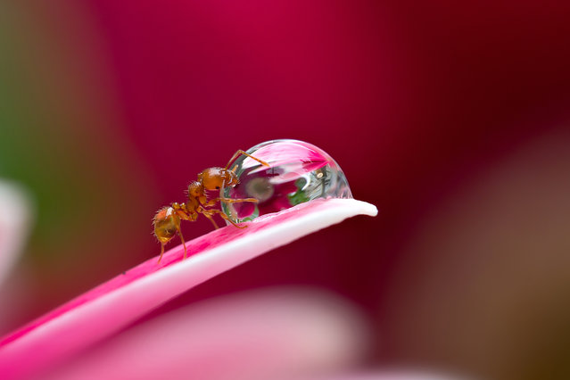 Οι περιπέτειες των μυρμηγκιών - Δείτε μοναδικές εικόνες! [photos] - Φωτογραφία 6