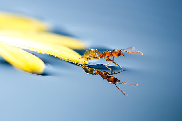 Οι περιπέτειες των μυρμηγκιών - Δείτε μοναδικές εικόνες! [photos] - Φωτογραφία 8