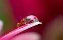 Οι περιπέτειες των μυρμηγκιών - Δείτε μοναδικές εικόνες! [photos] - Φωτογραφία 6