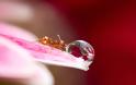 Οι περιπέτειες των μυρμηγκιών - Δείτε μοναδικές εικόνες! [photos] - Φωτογραφία 9