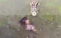Φρικτή αυτοκτονία: Έπεσε σε λίμνη γεμάτη με κροκόδειλους (pics)