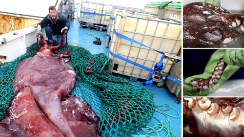 Κολοσσιαίο σπάνιο καλαμάρι πιάστηκε στην Ανταρτική - Ζυγίζει 350 κιλά και έχει 14 μέτρα μήκος [photos + video] - Φωτογραφία 1
