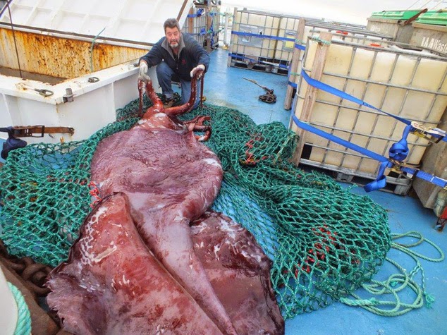 Κολοσσιαίο σπάνιο καλαμάρι πιάστηκε στην Ανταρτική - Ζυγίζει 350 κιλά και έχει 14 μέτρα μήκος [photos + video] - Φωτογραφία 7