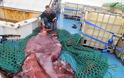 Κολοσσιαίο σπάνιο καλαμάρι πιάστηκε στην Ανταρτική - Ζυγίζει 350 κιλά και έχει 14 μέτρα μήκος [photos + video] - Φωτογραφία 7