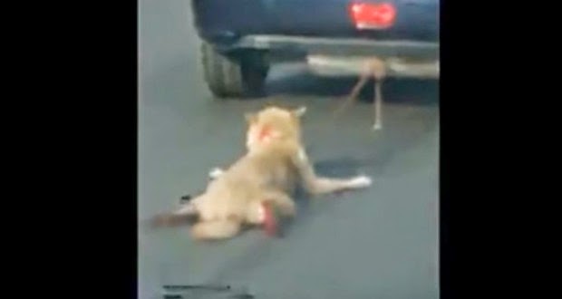 ΣΚΛΗΡΕΣ ΕΙΚΟΝΕΣ: Έσερνε τον σκύλο ματωμένο σε κεντρικό δρόμο... [video] - Φωτογραφία 1