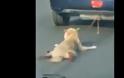 ΣΚΛΗΡΕΣ ΕΙΚΟΝΕΣ: Έσερνε τον σκύλο ματωμένο σε κεντρικό δρόμο... [video]