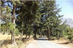 Θανάτωσαν πλατάνια μόλις είχαν ψηλώσει
