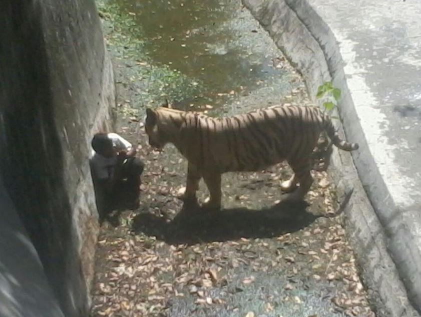 Συγκλονιστικό στιγμιότυπο: Λευκή τίγρης σκότωσε αγόρι στο ζωολογικό κήπο στο Νέο Δελχί... [photos] - Φωτογραφία 2