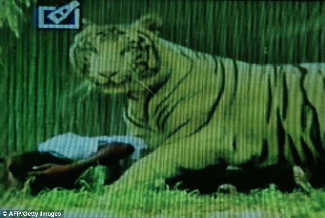Συγκλονιστικό στιγμιότυπο: Λευκή τίγρης σκότωσε αγόρι στο ζωολογικό κήπο στο Νέο Δελχί... [photos] - Φωτογραφία 3