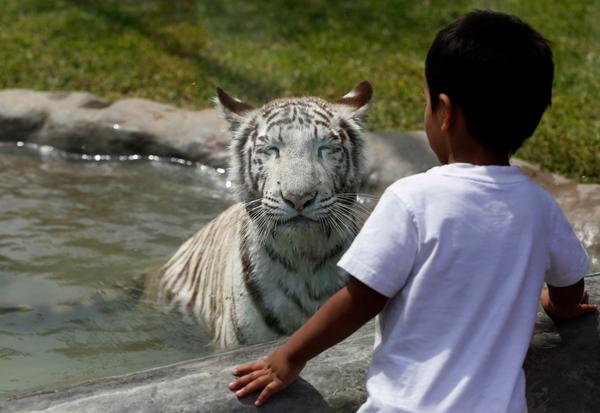Συγκλονιστικό στιγμιότυπο: Λευκή τίγρης σκότωσε αγόρι στο ζωολογικό κήπο στο Νέο Δελχί... [photos] - Φωτογραφία 4