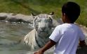 Συγκλονιστικό στιγμιότυπο: Λευκή τίγρης σκότωσε αγόρι στο ζωολογικό κήπο στο Νέο Δελχί... [photos] - Φωτογραφία 4