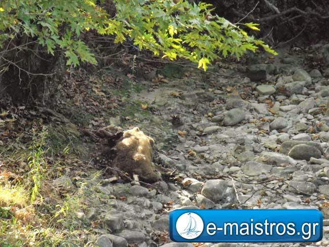 Κίνδυνος για τη δημόσια υγεία σε περιοχή της Αμφιλοχίας - Φωτογραφία 2