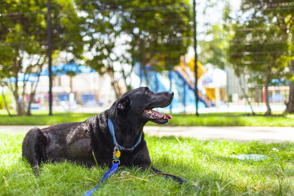 ΑΠΟΚΛΕΙΕΤΑΙ ΝΑ ΜΗ ΔΑΚΡΥΣΕΙΣ: Η τελευταία μέρα ενός σκύλου σε φωτοαφιέρωμα που ΡΑΓΙΖΕΙ ΚΑΡΔΙΕΣ! [photos] - Φωτογραφία 15