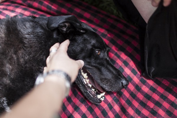 ΑΠΟΚΛΕΙΕΤΑΙ ΝΑ ΜΗ ΔΑΚΡΥΣΕΙΣ: Η τελευταία μέρα ενός σκύλου σε φωτοαφιέρωμα που ΡΑΓΙΖΕΙ ΚΑΡΔΙΕΣ! [photos] - Φωτογραφία 17