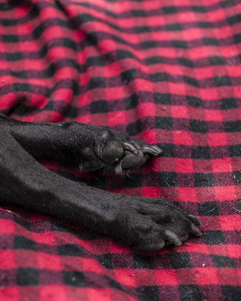 ΑΠΟΚΛΕΙΕΤΑΙ ΝΑ ΜΗ ΔΑΚΡΥΣΕΙΣ: Η τελευταία μέρα ενός σκύλου σε φωτοαφιέρωμα που ΡΑΓΙΖΕΙ ΚΑΡΔΙΕΣ! [photos] - Φωτογραφία 22
