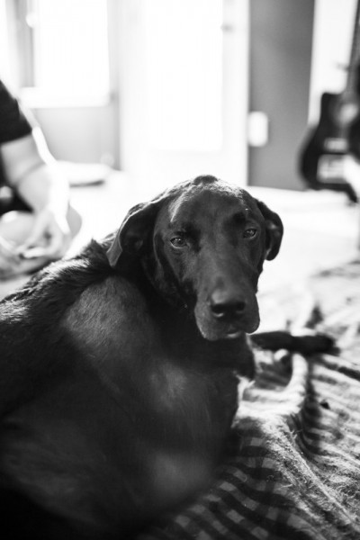 ΑΠΟΚΛΕΙΕΤΑΙ ΝΑ ΜΗ ΔΑΚΡΥΣΕΙΣ: Η τελευταία μέρα ενός σκύλου σε φωτοαφιέρωμα που ΡΑΓΙΖΕΙ ΚΑΡΔΙΕΣ! [photos] - Φωτογραφία 6