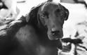 ΑΠΟΚΛΕΙΕΤΑΙ ΝΑ ΜΗ ΔΑΚΡΥΣΕΙΣ: Η τελευταία μέρα ενός σκύλου σε φωτοαφιέρωμα που ΡΑΓΙΖΕΙ ΚΑΡΔΙΕΣ! [photos]